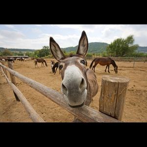 Meet your Posher, Babak